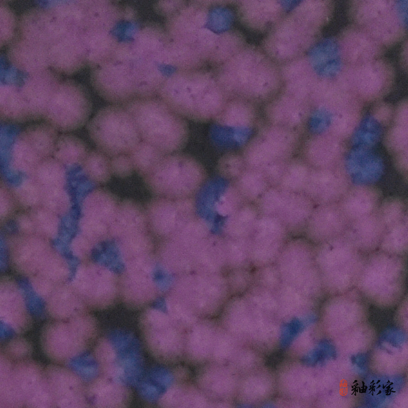 紫鳳銜花-紫晶花